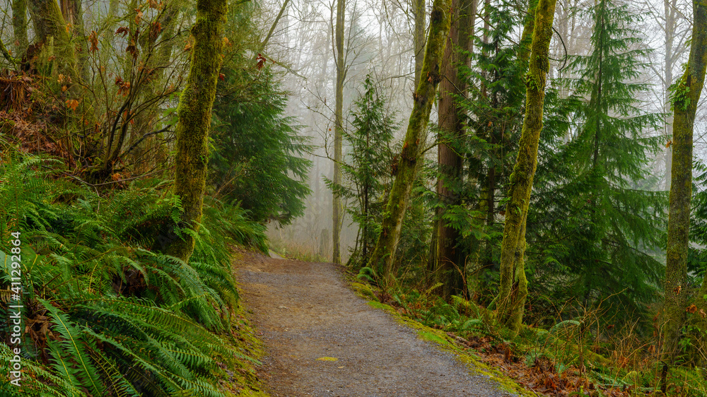 Obraz premium Misty urban BC forest trail