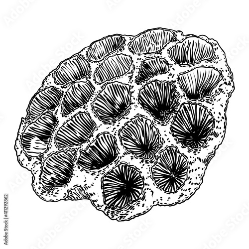 Lotus seeds pod drawing. Dry water lily box seeds. Vector.