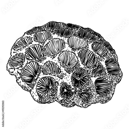 Lotus seeds pod drawing. Dry water lily box seeds. Vector.