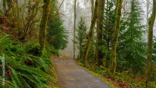 Misty urban BC forest trail