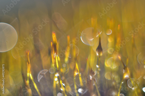Amazing macro of moss with droplets 