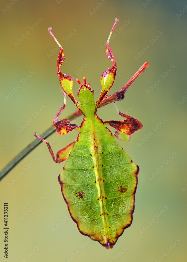 Phyllium mabantai extreme insect macro Phyllium mabantai extreme insect macro