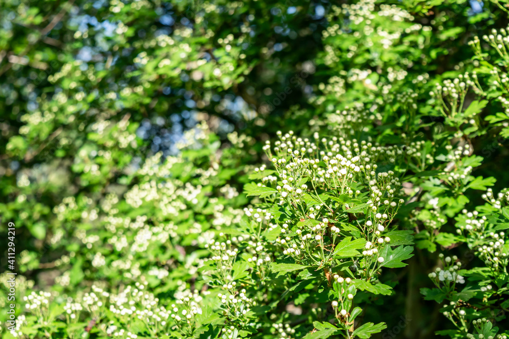 The beginning of flowering Midland hawthorn (Crataegus laevigata) in spring garden, selective focus. Blurred soft floral spring background with white flowers and green leaves. The beginning of flowering Midland hawthorn (Crataegus laevigata) in spring garden, selective focus. Blurred soft floral spring background with white flowers and green leaves.
