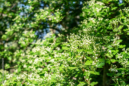 The beginning of flowering Midland hawthorn (Crataegus laevigata) in spring garden, selective focus. Blurred soft floral spring background with white flowers and green leaves. 