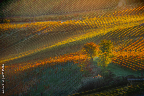 autumn in vineyard with trees