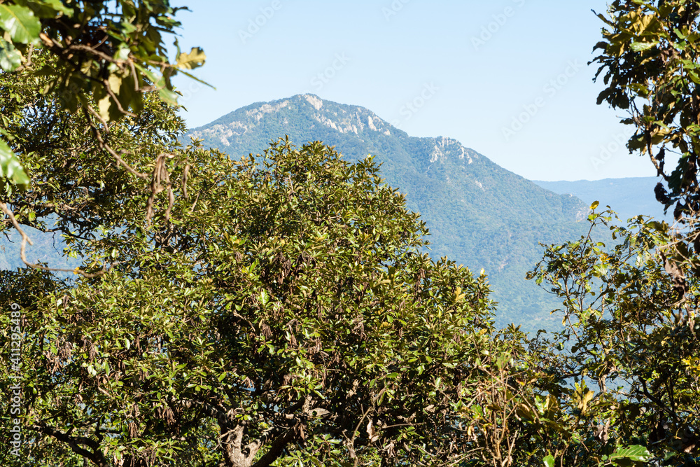 Obraz premium el algodonal