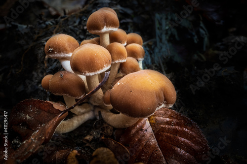 mushrooms in the forest