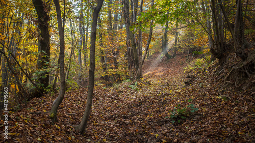 path in the autumnal forest