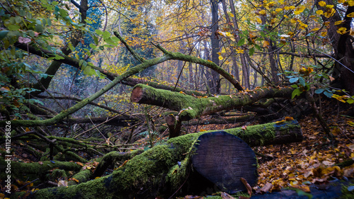 stump in the forest
