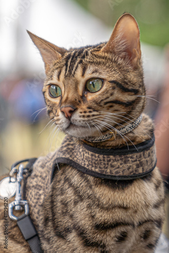 Cat with a walking harness