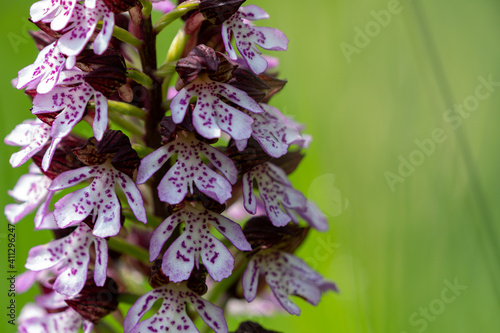 Purple orchid (purpleorchis) in a green field.
