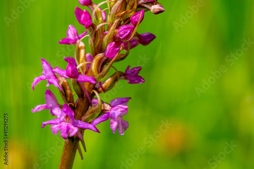 Gymnadenia conopsea in a green field.