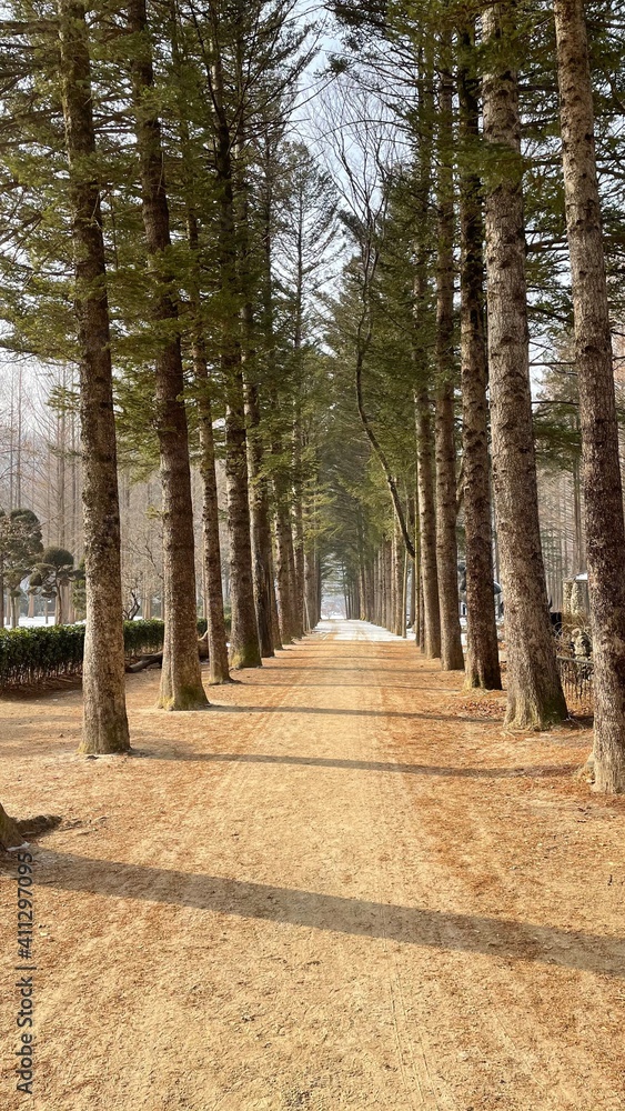 path in the forest