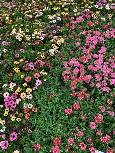 flowers in the garden