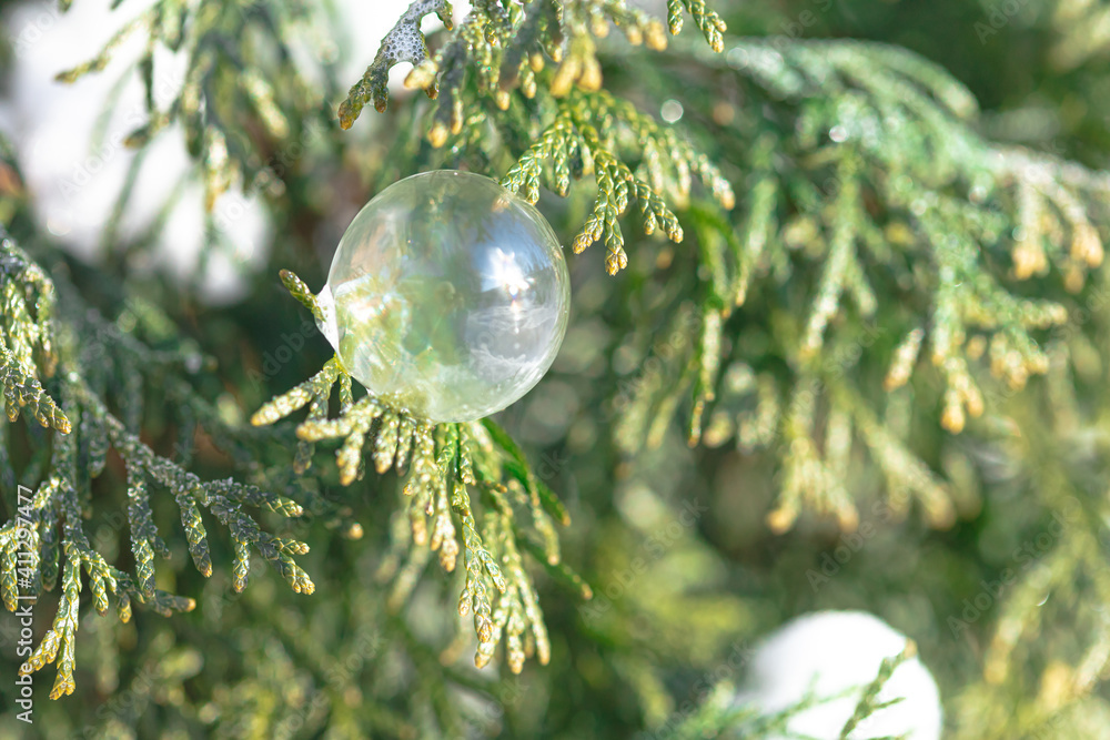soap bubbles frozen on the tree.
soap bubbles frozen on the tree.