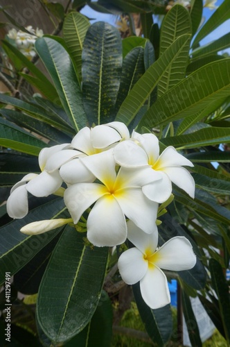 white frangipani flowers