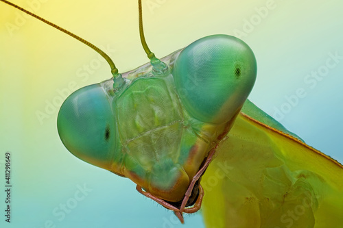 Rhombodera macro portait mantis