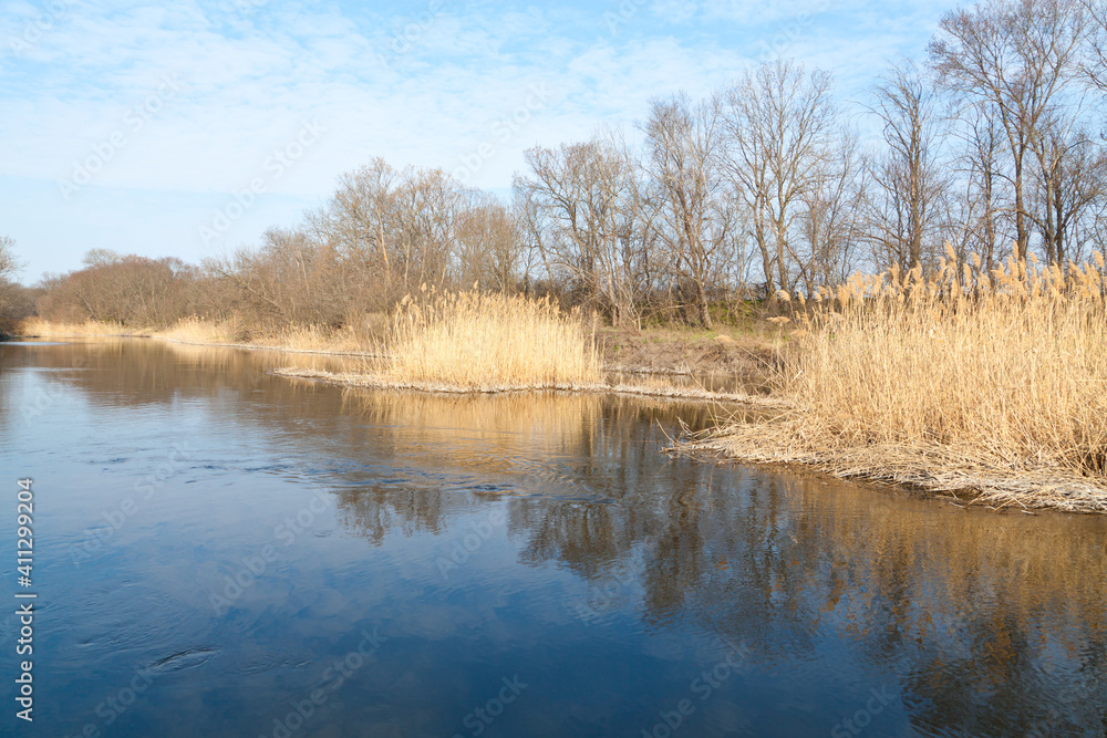 Bare trees near the spring river with calm water and yellow reeds, perfect reflection.