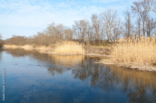 Bare trees near the spring river with calm water and yellow reeds, perfect reflection.