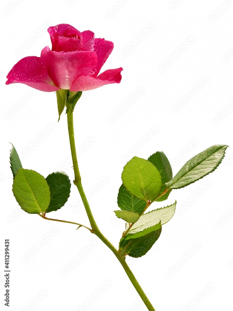 pretty pink rose close up isolated pretty pink rose close up isolated