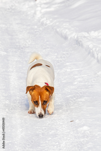 jack russell terrier looking for the trail of a wild animal in the snow in the winter forest on the trail, vertical