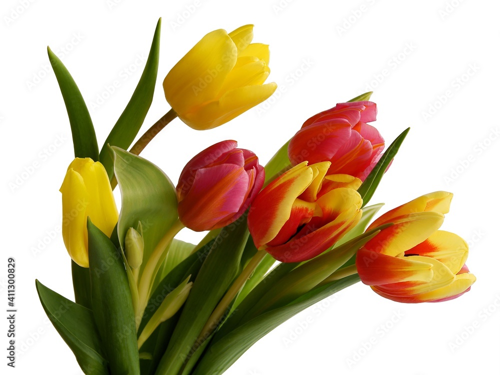multicolor pretty tulips close up isolated multicolor pretty tulips close up isolated