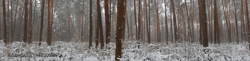 Winter pine forest under white snow.  Winter forest landscape. Tall trees under snow cover. Snowy path during winter in the forest. © boschman