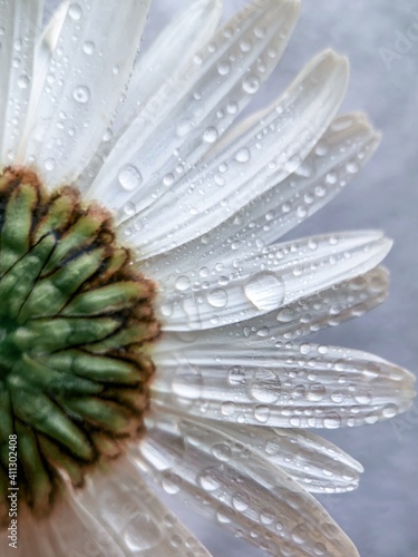 Photos white flower with water drops