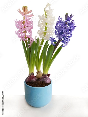 multicolor flowers of hyacinth plant at spring