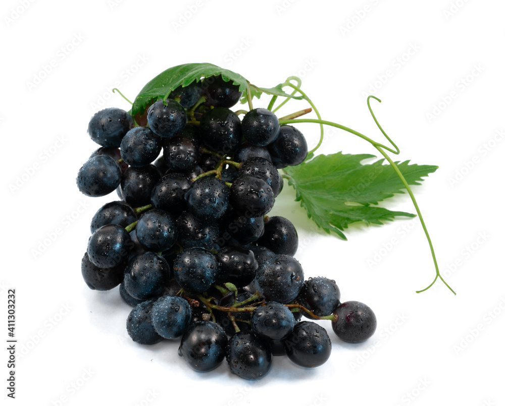Blue wet Isabella grapes bunch isolated on white background as package design element Blue wet Isabella grapes bunch isolated on white background as package design element