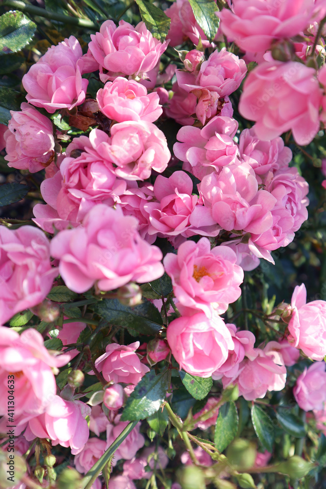 Bush roses int garden, summer