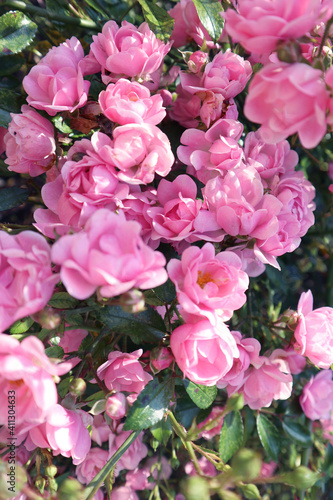 Bush roses int garden, summer © P