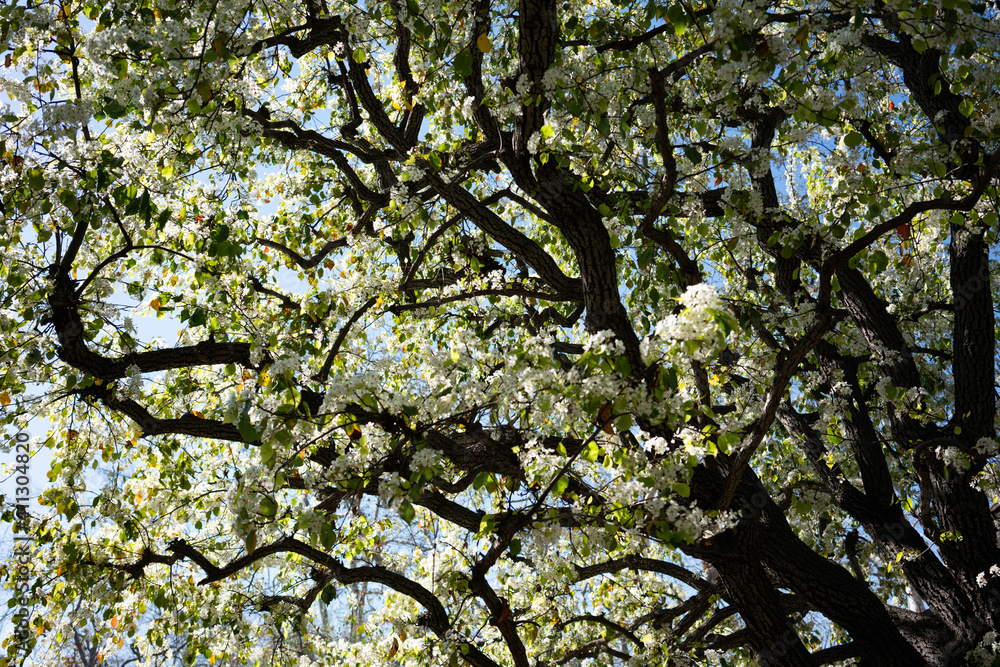 Flowering Tree Flowering Tree
