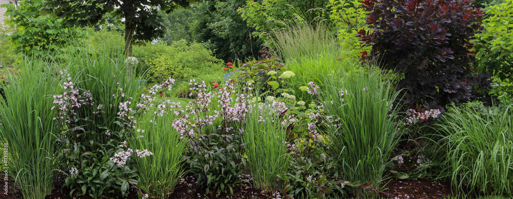 Cotinus coggygria 'Royal Purple', Smoke bush - a standout in the garden with beautiful dark purple foliage amidst Panicum virgatum 'Northwind' and eggplant colored Penstemon, Beards tongue