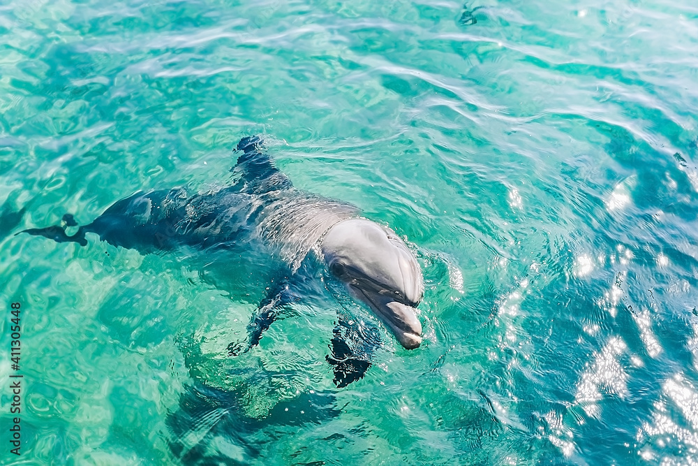 Fototapeta premium one young beautiful dolphin emerges from water, playful animal swims and dancing under Red Sea, sunny day in the dolphin reef, top place to visit in eilat, Conservation and protection of animals.