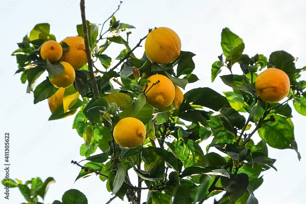 ripe lemon harvest, citrus trees in israel. yellow fruit and green leaves.