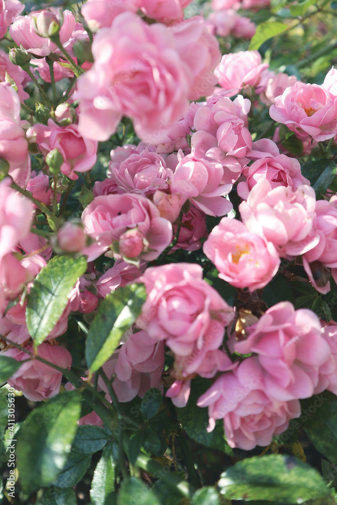 Pink bush roses in a garden, summer
