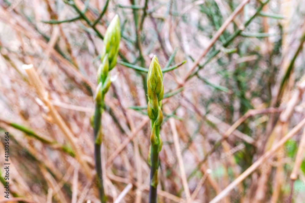 Edible wild green asparagus, spring buds. Edible wild green asparagus, spring buds.