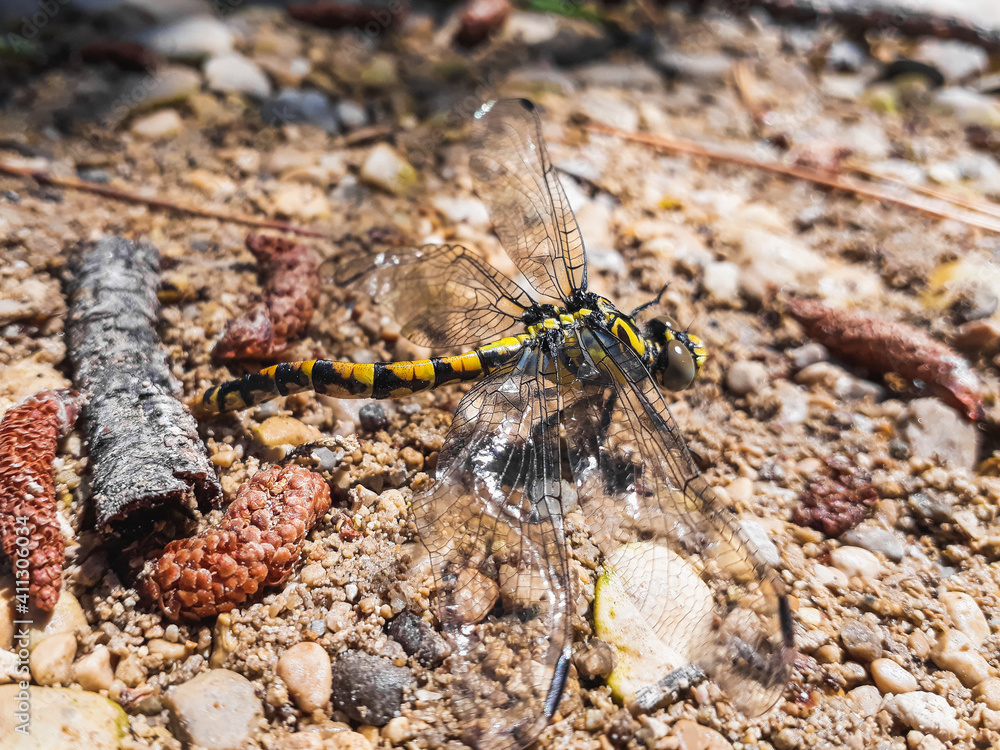 Atrigrated dragonfly -Gomphus simillimus- perched on the bank of a stream in a Mediterranean area. Atrigrated dragonfly -Gomphus simillimus- perched on the bank of a stream in a Mediterranean area.