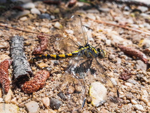 Atrigrated dragonfly -Gomphus simillimus- perched on the bank of a stream in a Mediterranean area. photo