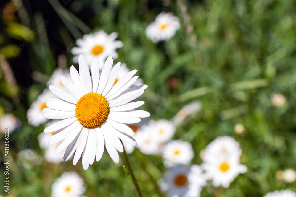 chamomile grows in the summer in a clearing chamomile grows in the summer in a clearing