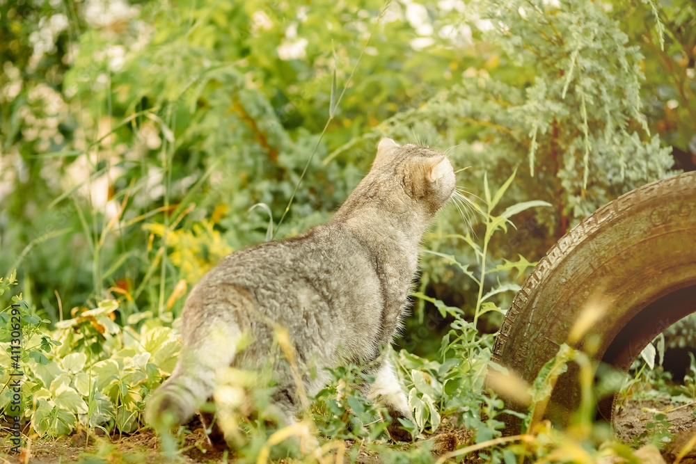 beautiful gray tabby cat walks on the street in the grass. photo of the animal in full growth, the cat went hunting and looks into the distance. beautiful gray tabby cat walks on the street in the grass. photo of the animal in full growth, the cat went hunting and looks into the distance.