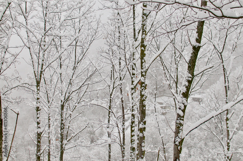 Fototapeta Naklejka Na Ścianę i Meble -  Snowy trees branches in a forest in Ticino canton in Switzerland