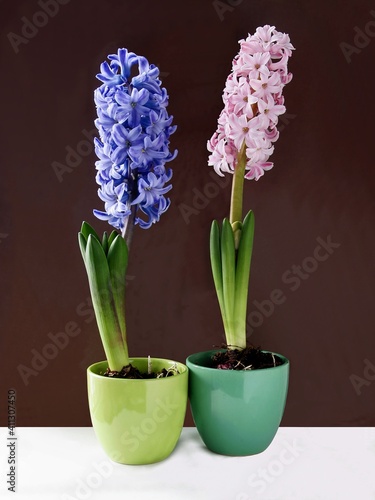 multicolor flowers of hyacinth plant at spring