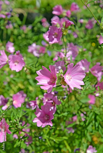 The flowering of mallow musky (Malva moschata L.)