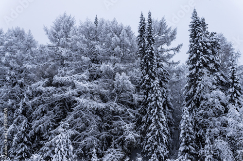 winter forest stands in the snow in the cold