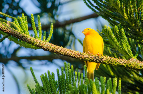 Canvas Print yellow bird on a branch