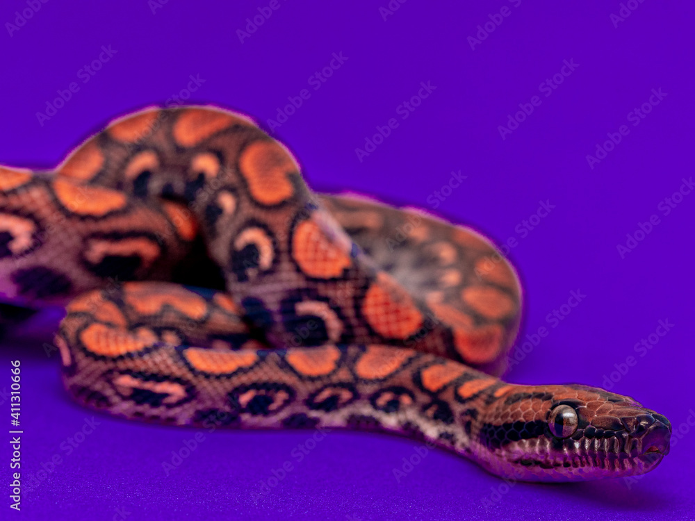 Epicrates cenchria is a boa species endemic to Central and South