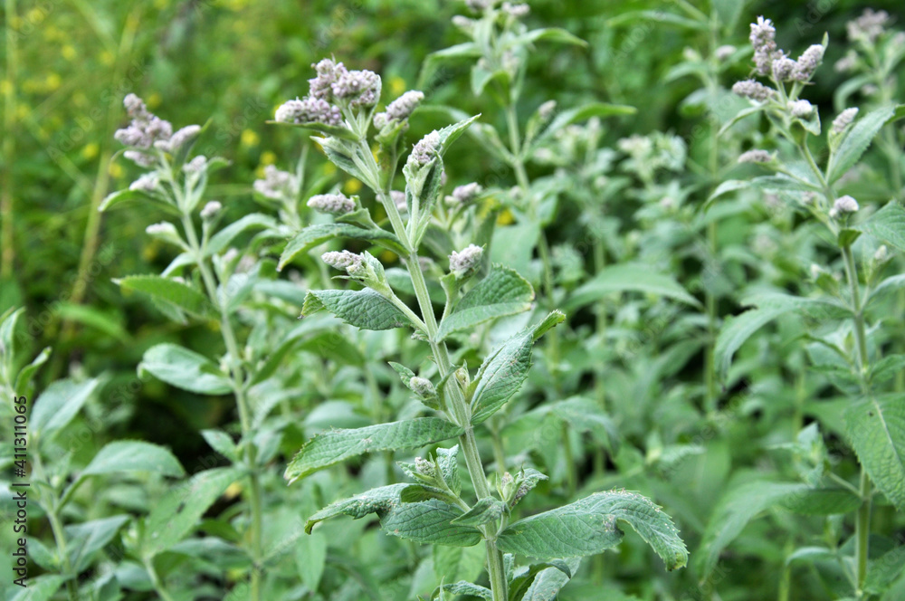 Mint long-leaved (Mentha longifolia) grows in nature Mint long-leaved (Mentha longifolia) grows in nature