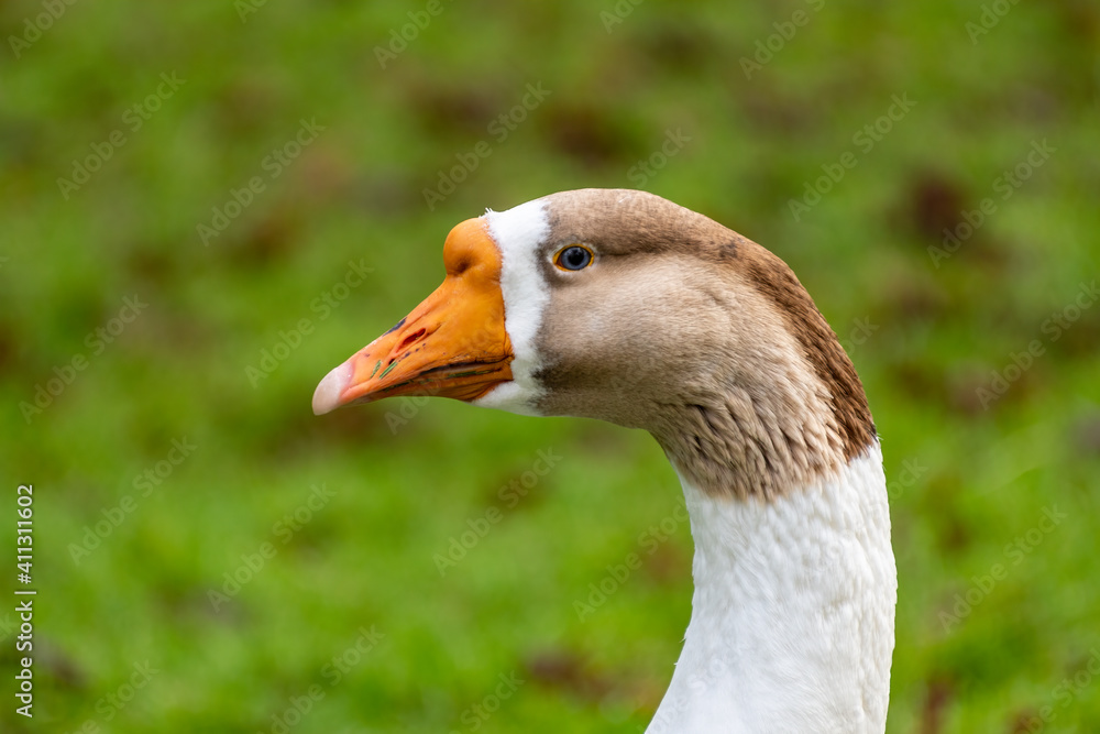 A representative of the breed of gray geese with slight changes in the color of the plumage A representative of the breed of gray geese with slight changes in the color of the plumage
